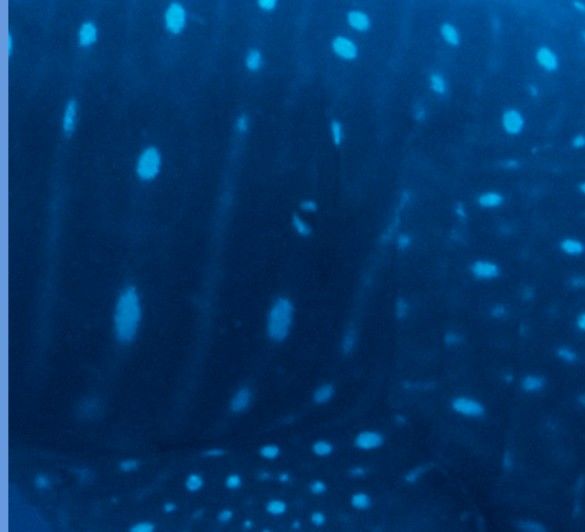 de4410bc-0298-4709-8c3b-bbe2e1e9af97