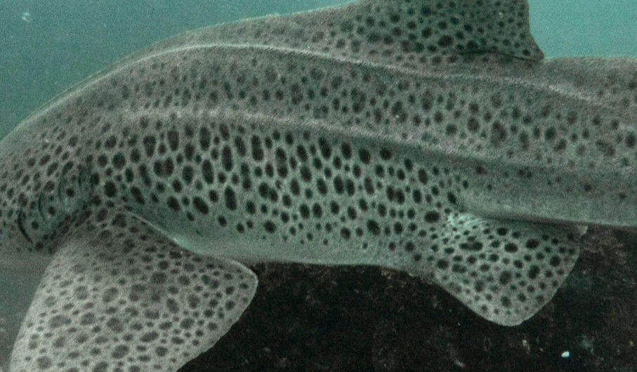 a2c0c8dc-760a-4c29-bd53-f635bb67131a