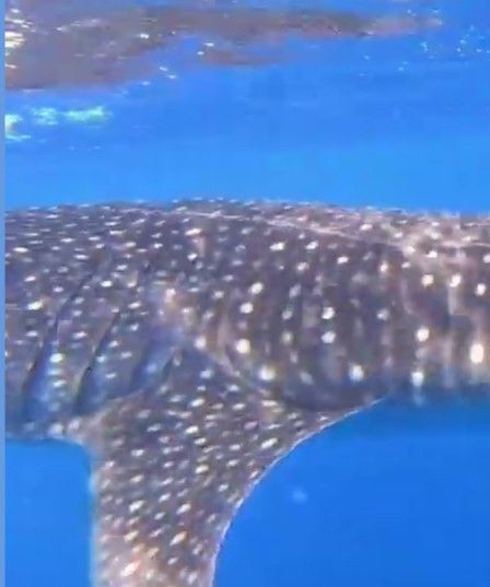 2c1ad478-605d-4b9e-848b-e2f413a095c8