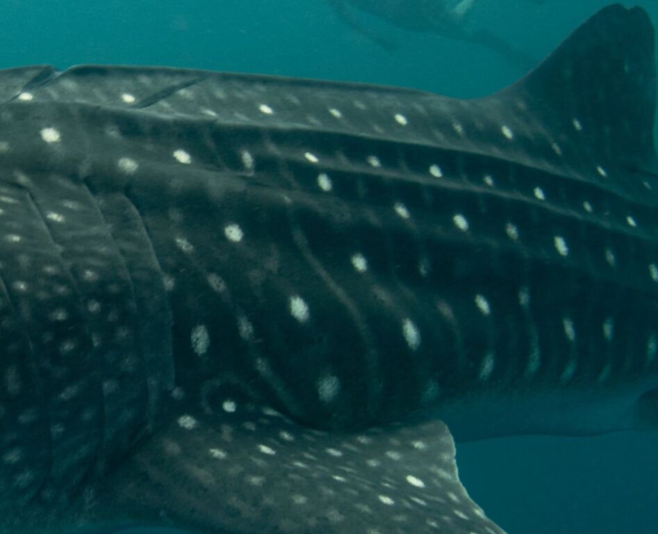 9d75dc93-7b8d-464c-bc03-78cff2f68456