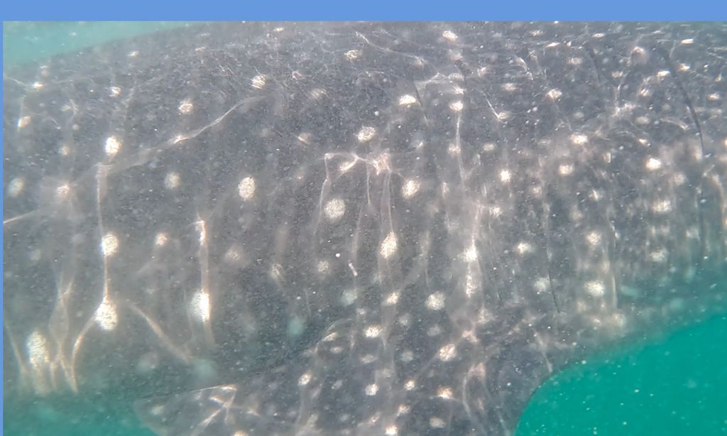 0a1bb41a-d404-4529-8c11-02f28314e9cf