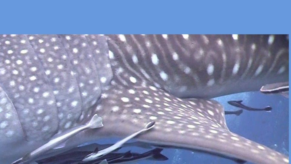 047a157a-3391-4c41-94d6-fe7ac62eea49