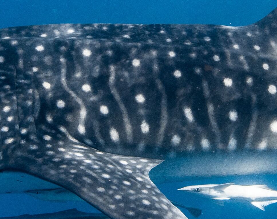 c16aa15f-7fc7-4a1b-b5ea-ec22e17535ad