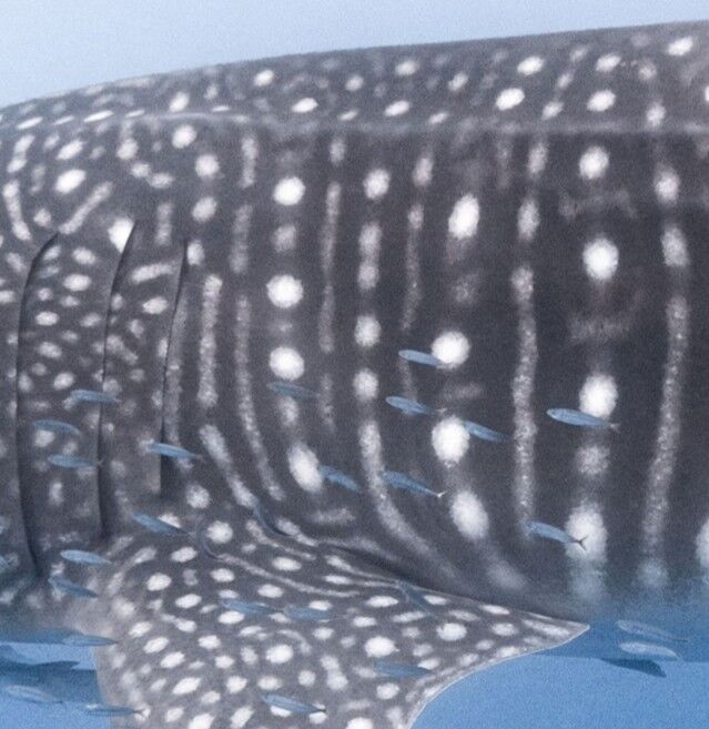 a24cf43e-2f27-43cc-a176-0101a4f54a0c