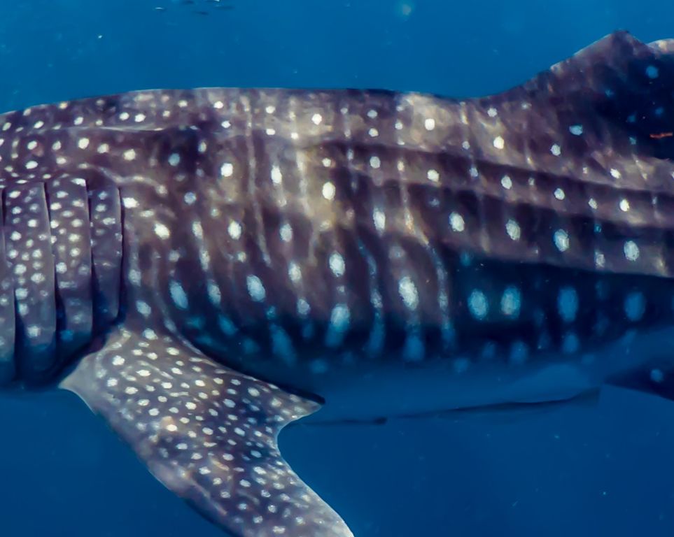 8231c4fd-7549-498e-9c09-08dc9267a71b