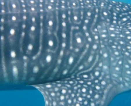 4cd2c91a-d346-40db-b1b3-a5414819949c