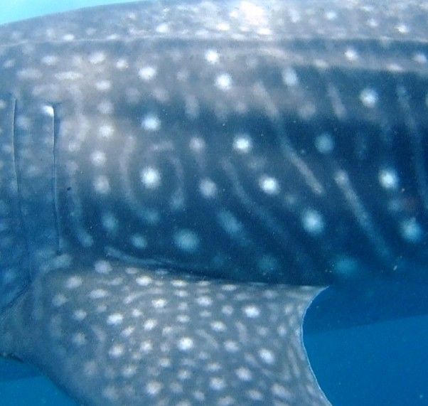 ad4194ef-7e47-4288-bc78-934e414e524b