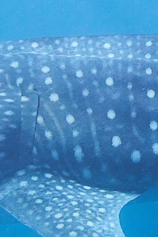 12b77eff-f217-446c-aba8-b4b462fdc8da