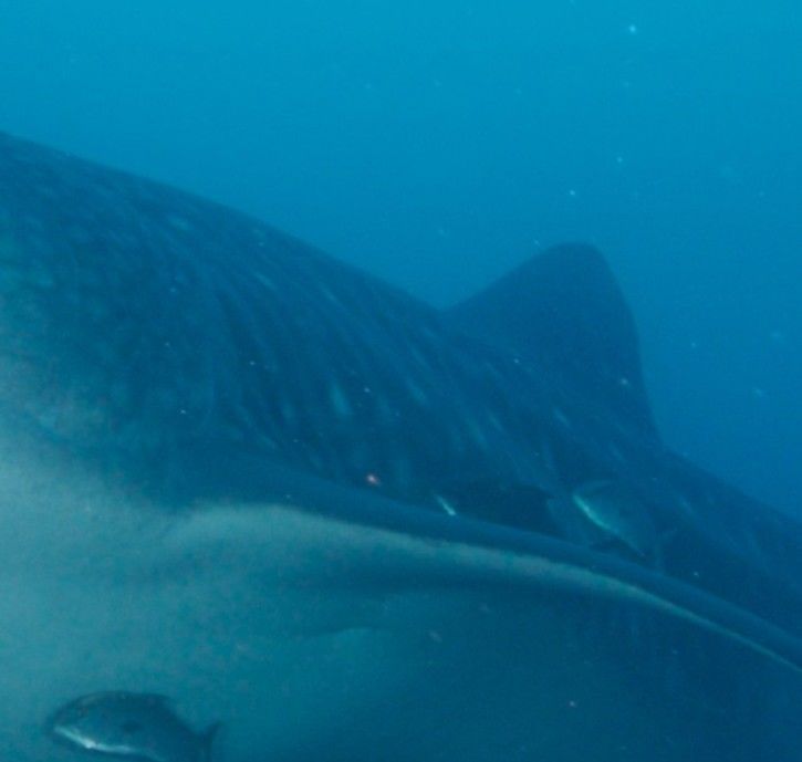 7bcc341d-b645-4630-ba39-4799b66270b9