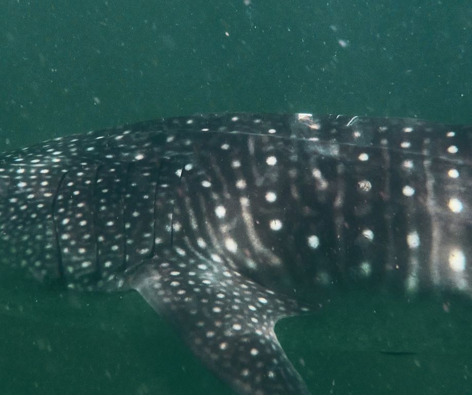 2418dd45-2294-402f-a088-bae83d20bdca