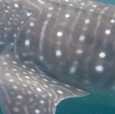 a6613573-ec3d-41bf-8e4f-322ce15cee4e