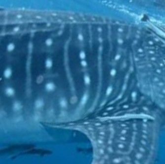 a7c7f7ee-418b-472b-ae97-68025504f7ee