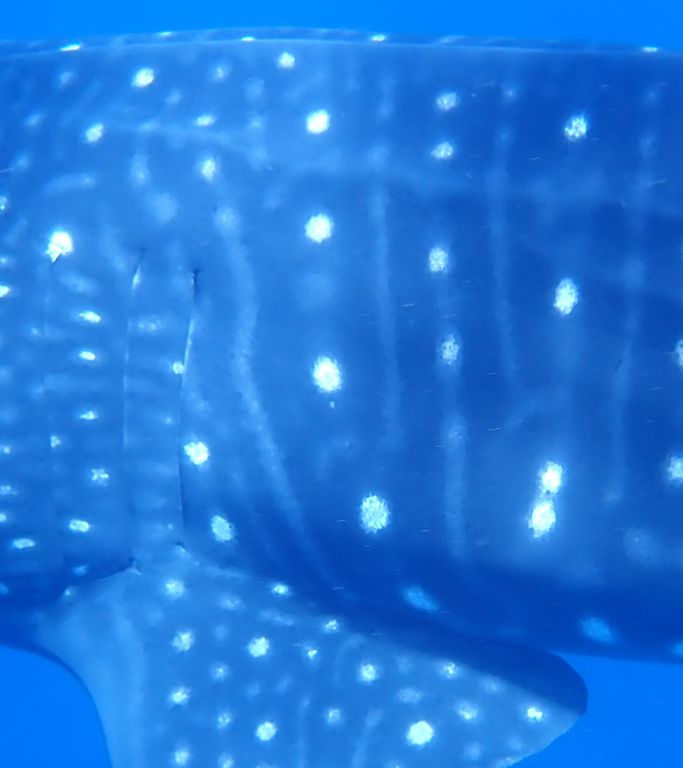 72103c6d-d8b5-4a19-9b21-45eddfd81bb4