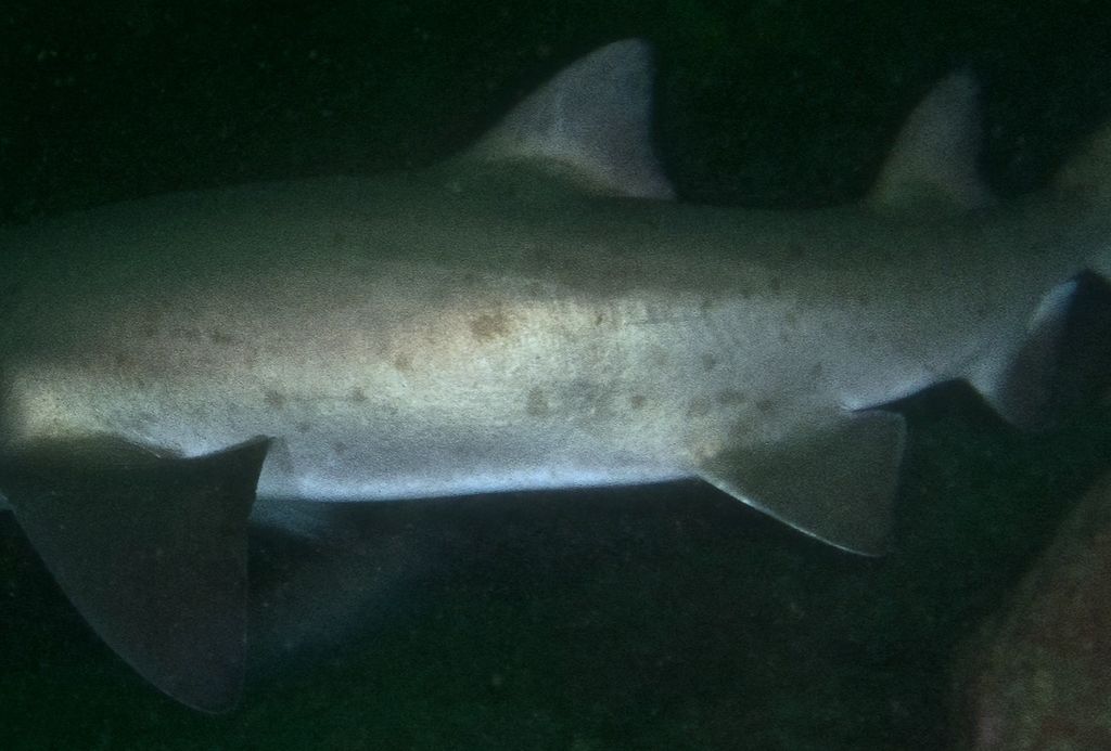 57ad03f7-ca6a-4ed4-aacc-ab4c85b40090