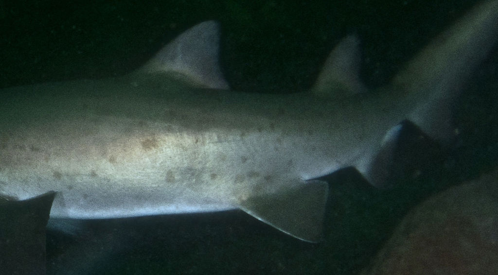 57ad03f7-ca6a-4ed4-aacc-ab4c85b40090