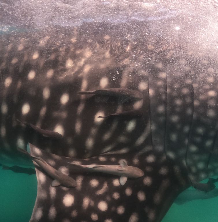 8825f99c-e5c7-4dda-8123-38e736dc144c