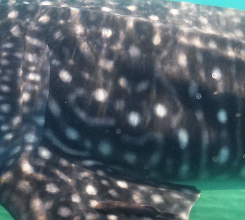 8825f99c-e5c7-4dda-8123-38e736dc144c