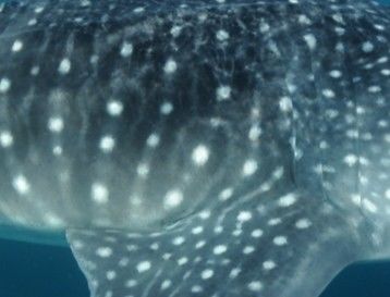 2ec6c366-4c38-4427-af61-491b2c3fadd9