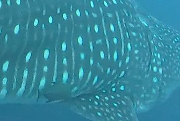 889d1ca5-a54c-4a0f-82da-41d443317bbd