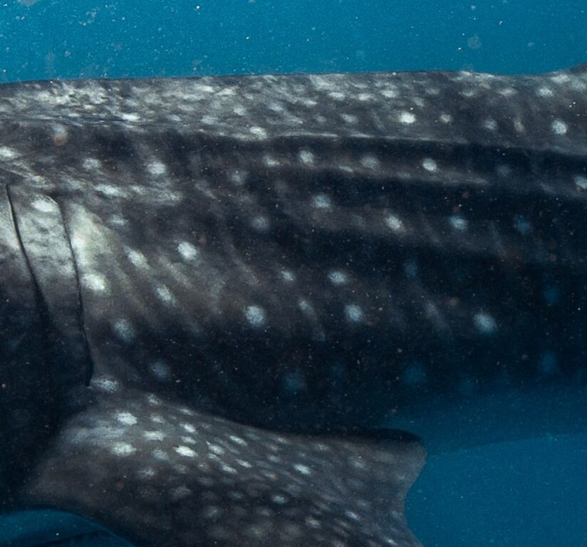 42069554-dd92-495b-af82-5e7901c4d411