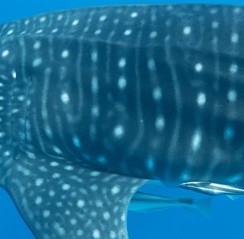 43b68f1b-e8f9-4beb-b1eb-eac33232e7d6