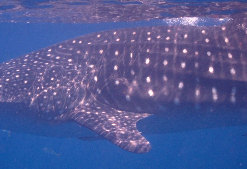 74ec5410-f286-42fe-adee-9385c67c8413