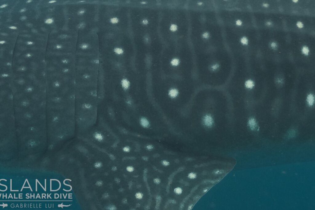 c0506683-4567-43ac-8822-8c1cf2af7c91