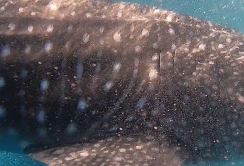 2dc15b0e-0f62-4e3e-a767-e4b7c3c78692