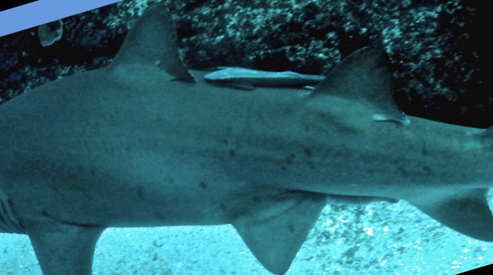 985c1045-3826-40bc-ace0-b23b87c8f837