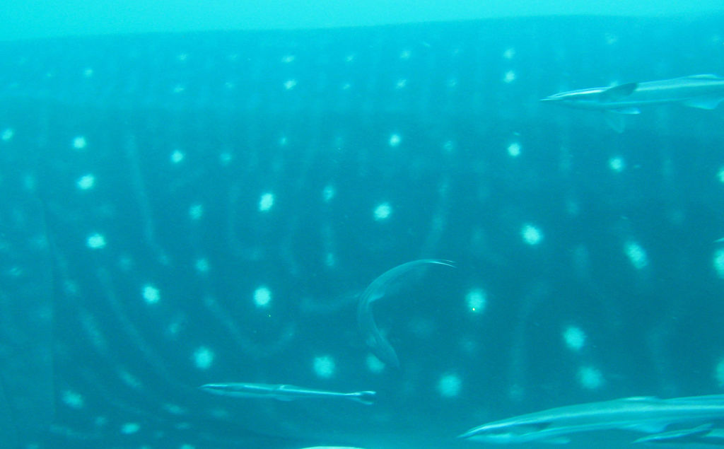 1202419d-3b28-411d-87d5-55af63ef8566