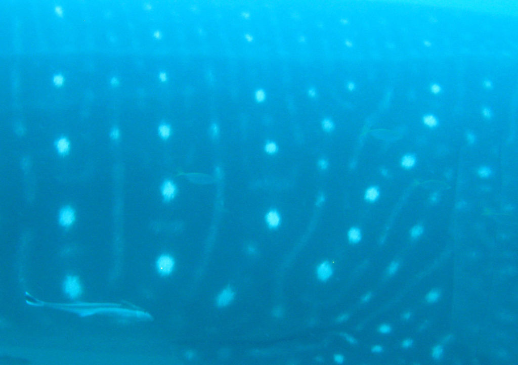 1202419d-3b28-411d-87d5-55af63ef8566