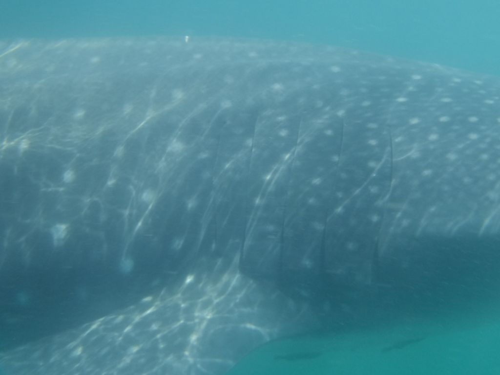 e70f31dd-8644-4d19-a6e8-2651beb58e5b