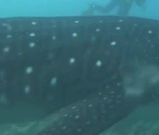 e52d9a45-291b-4944-8694-4b3ae94da9d4