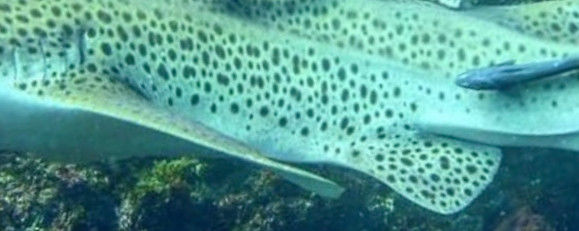 7a20eee5-1240-4d33-9791-baa73fa833ba