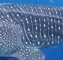 a441cb21-8a84-4e34-9bf0-26e318cd9855