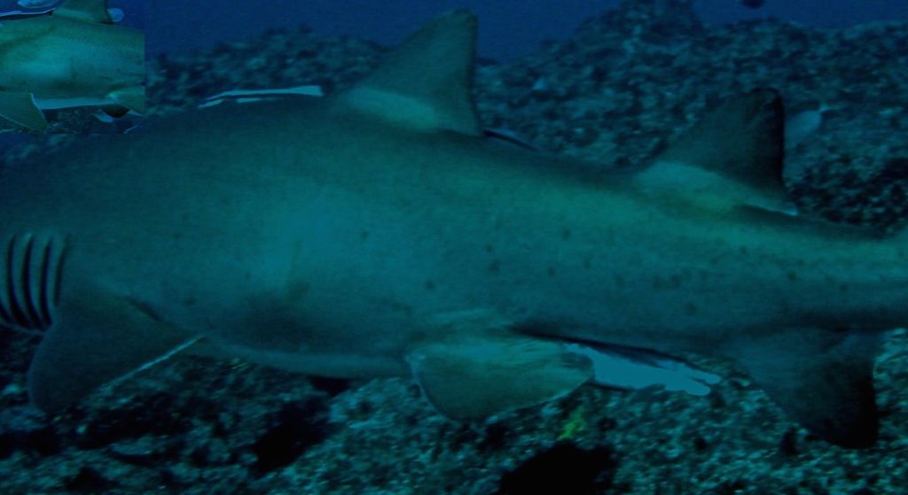 6f3eac81-0038-4ea4-aef3-be67f5a2b0bb