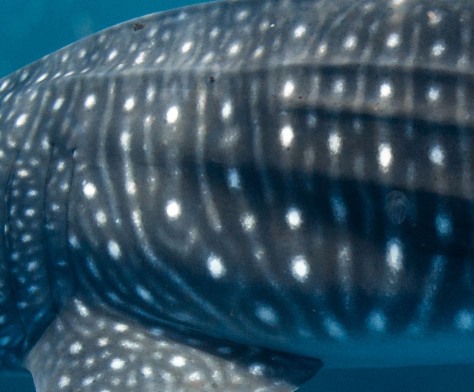 2ab0c1c7-a51b-4819-8edb-fa3068951f0a