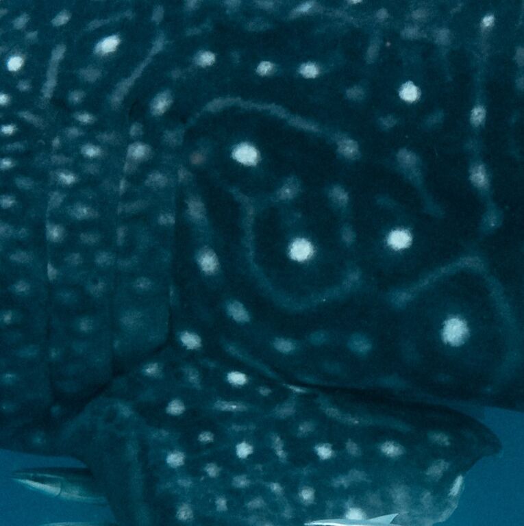 98929eca-99a9-4bd2-bd43-2387d649b026