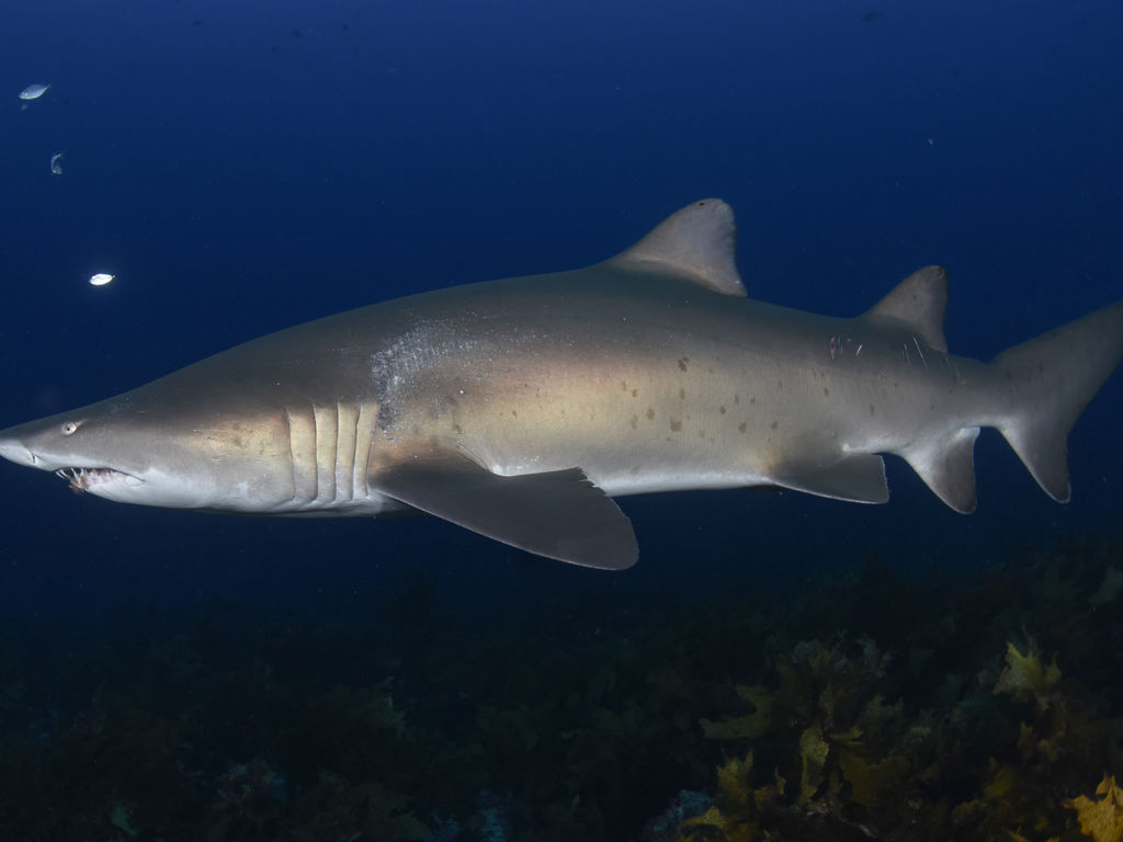 84e099ed-4f16-4d70-b826-4c666d1e7959