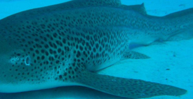 743382ed-36fe-4824-8392-e5957ab4f037