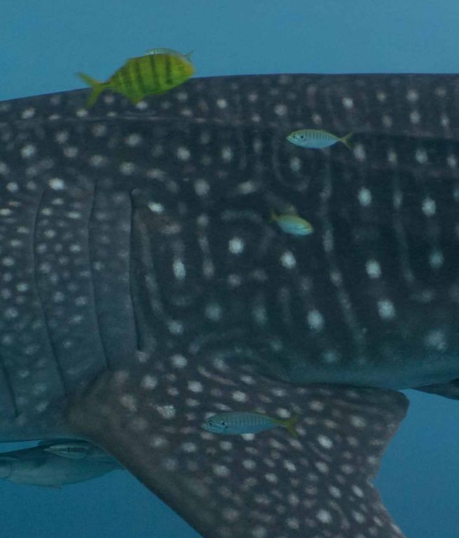 5121cf7f-90e1-4aef-a0c0-962c2de15384