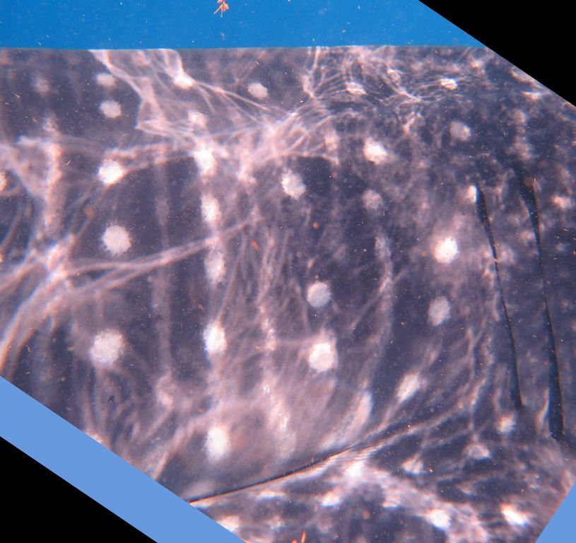 35c8bae4-984f-4ce9-a656-7283a4576fb7