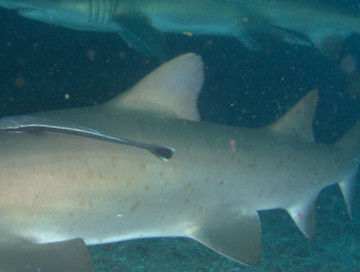 b680cf83-c21f-43f0-8ac2-c4660871f713