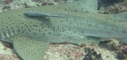 f1b2c74f-49a3-4609-8ec2-1e26f59b9bc1