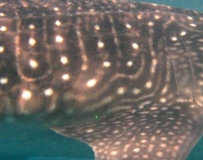 0938d338-3468-478c-87e9-31198e4fe825