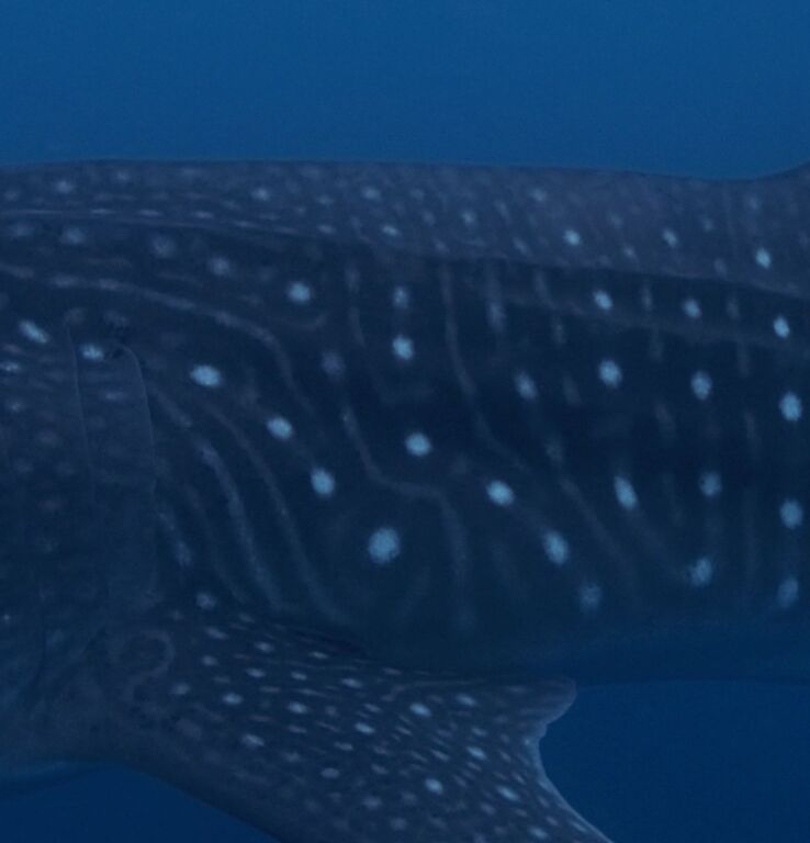 a6de4866-2477-4ead-918d-9e1802070ec7