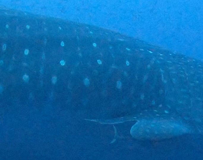 ba4fe454-81bc-43c3-b882-1820e666910d