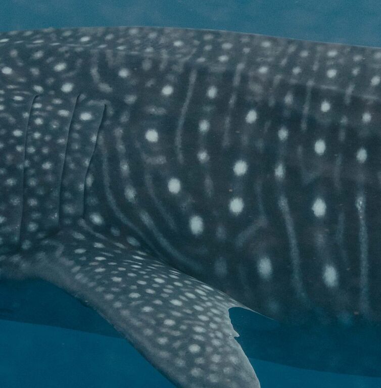 09022d74-afab-402d-aeb1-106329f444cd