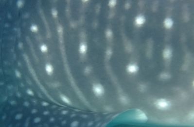 74d9a4fd-93f7-4e2e-b303-d6741243a788