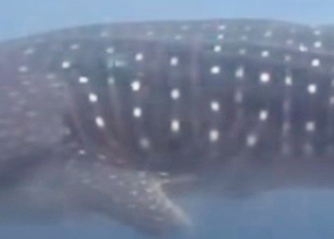 bd0a18b8-7630-45c0-a967-3450baae3127